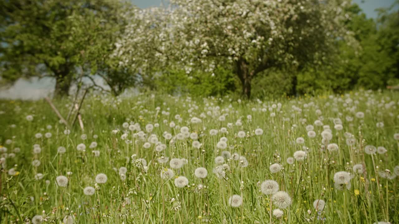 A close-up shot of a dandelion seed head in a field of tall grass, as the wind gently blows