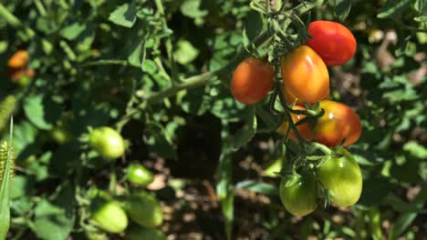 Kirschtomate-Rot-Und-Grün-Wächst-Im-Natürlichen-Pflanzengarten,-Männliche-Hand-Pflückt-Tomaten-Auf-Dem-Bauernhof-Aus-Nächster-Nähe