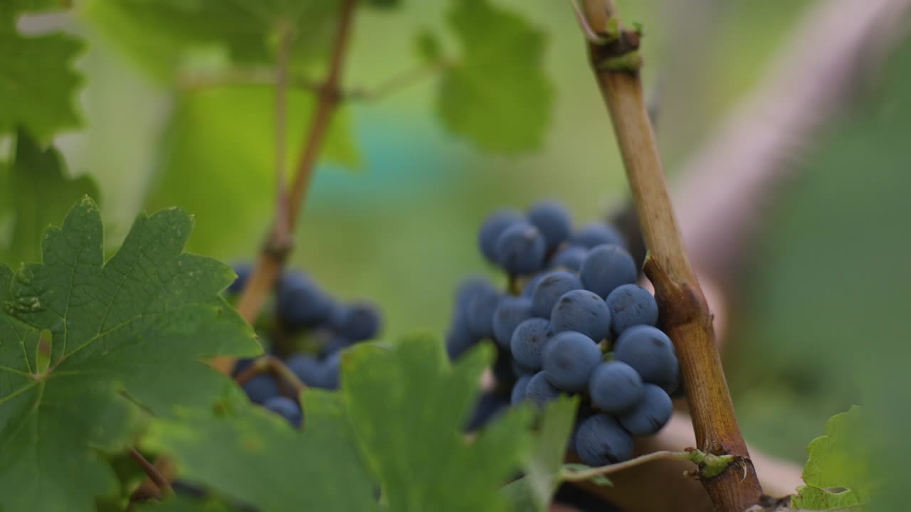 Blue Grapes on the Vine