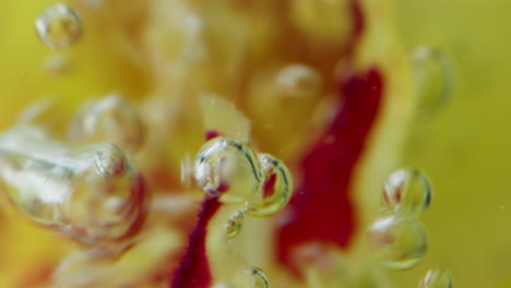 bubbles in underwater orchid