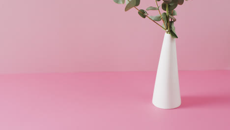 video of twigs with green leaves in white vase with copy space on pink background