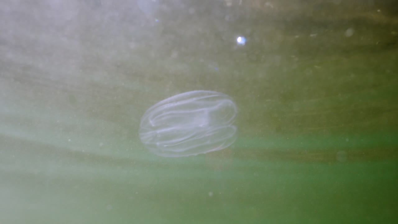 수중 환경의 수달