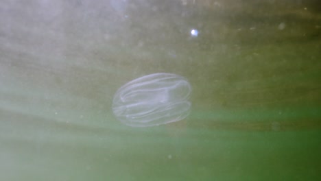 medusas en el entorno submarino