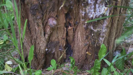 Insectos-En-Un-Tocón-De-árbol-Viejo-Podrido-3