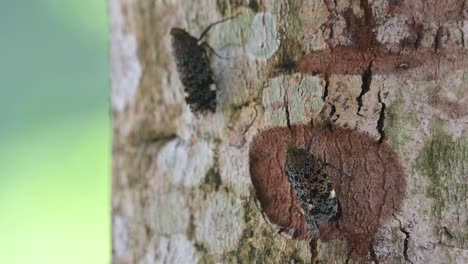 Zwei-Individuen-Ruhen-Sich-Aus,-Während-Sich-Einige-Kleine-Insekten-Bewegen-Und-Der-Baum-Ein-Wenig-Im-Wind-Schwankt,-Penthicodes-Variegate-Laternenkäfer,-Thailand