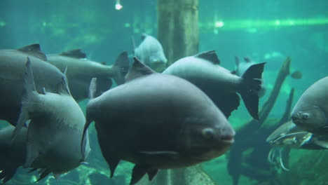 big pacu fish swimming around a flooded forest in the amazon river