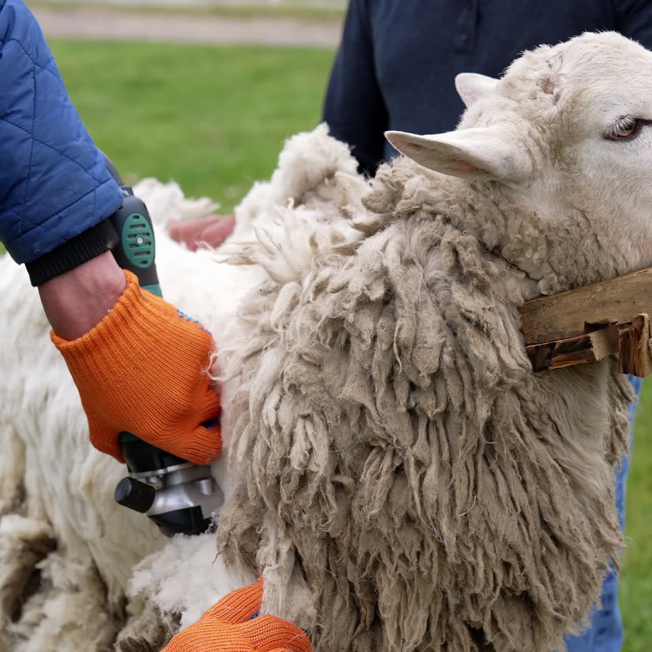 Farmer shearing the white sheep. Man shearing wool from the sheep