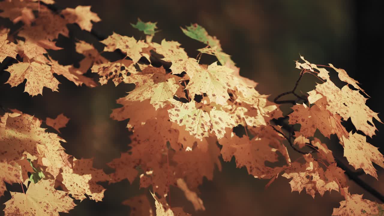 Bidikan close-up daun maple oranye cerah dengan latar belakang buram.
