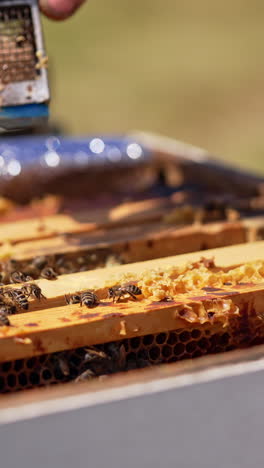 industrious male hand places little metal cage with bee queen between the frames. close up. blurred backdrop. vertical video