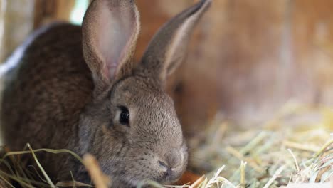 close-up of a cute brown rabbit in hay