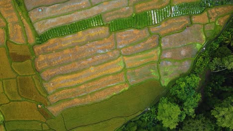 Bellas-Imágenes-Cinematográficas-De-Ubud,-Bali-Drone-Con-Exótica-Terraza-De-Arroz,-Pequeñas-Granjas-Y-Plantaciones-Agroforestales