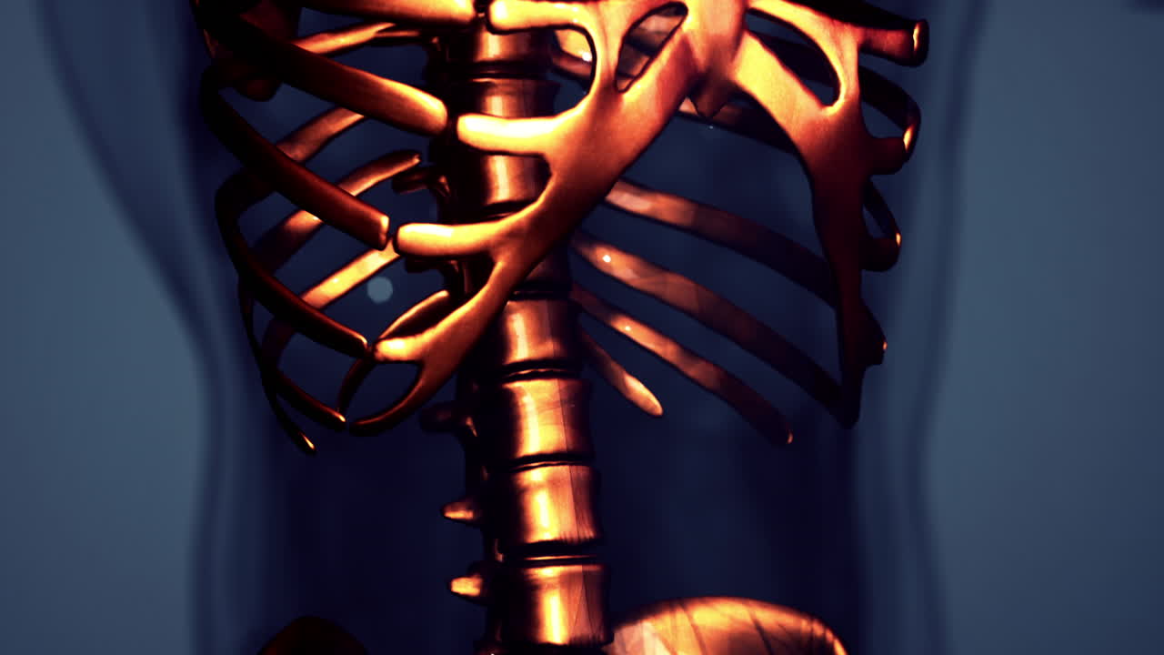 анатомия человеческого скелета иллюстрация