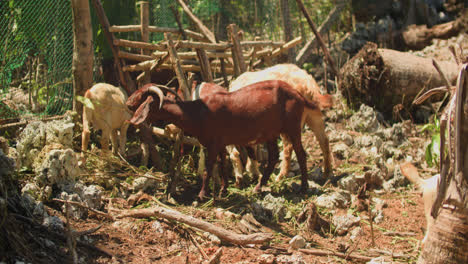 native and hybrid goats forage and feeding inside a fenced goat farm in siargao island, philippines.