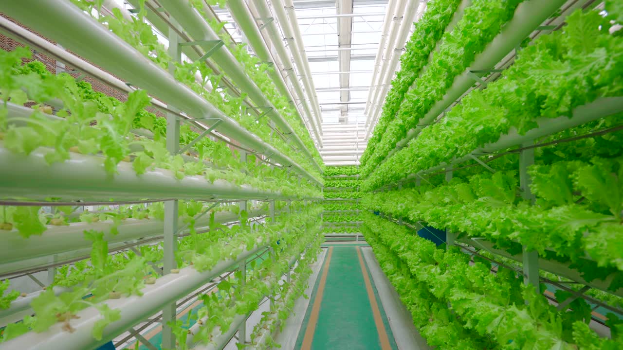 Green vegetables in greenhouses，Greenhouse，Fresh vegetables in the greenhouse