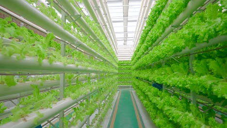 green vegetables in greenhouses，greenhouse，fresh vegetables in the greenhouse