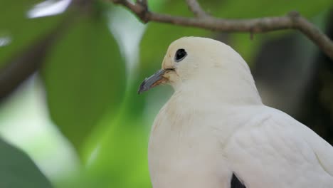 pied imperial pigeon bird close-up portrait in nature background.