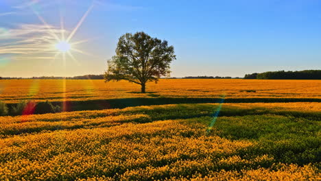 warm summer sun shining over rapeseed field. aerial drone close up on the single tree in the center of the field