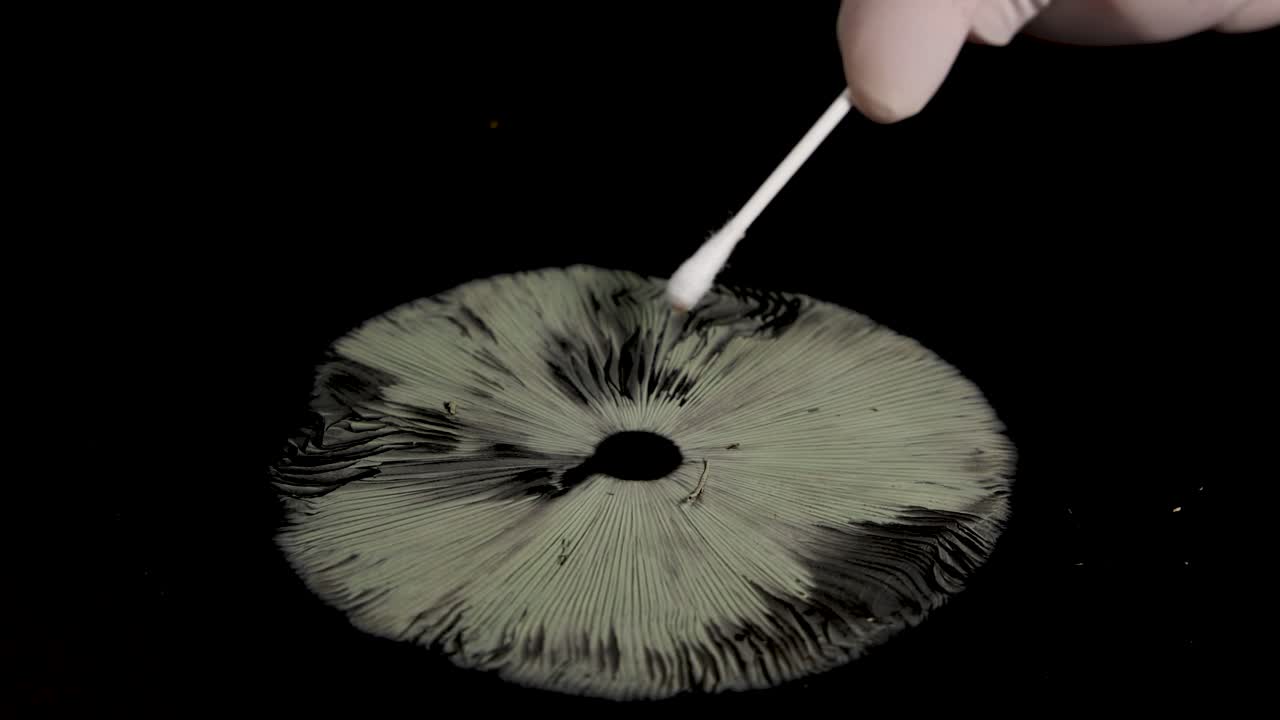 A hand uses a cotton swab to collect spores from a mushroom cap in a controlled laboratory setting