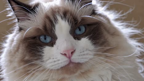 The video captures a fluffy cat with a serene expression, emphasizing its soft fur and striking