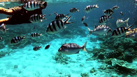 Hombre-Buceando-En-Un-Agua-De-Mar-Tropical-Clara-Con-Hermosos-Peces-Bajándose-Alrededor-De-Los-Arrecifes-De-Coral---Tiro-Medio