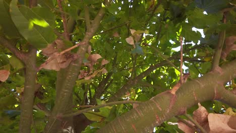 spinning-view-of-tree-canopy,-looking-up-view-while-rotating,-green-leaves-with-branches