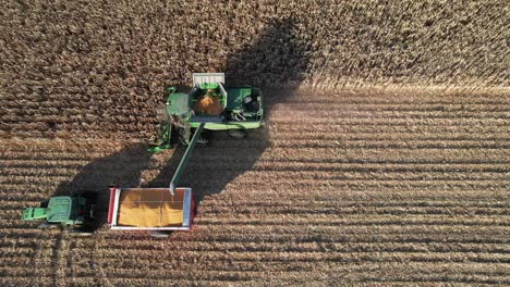 in november, a farming operation in ne wisconsin chops and collects corn for silage