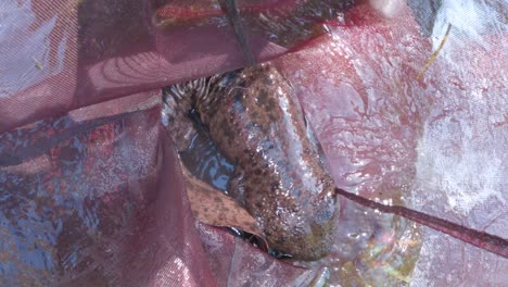 Huge-Japanese-Giant-Salamander-Caught-in-Net-in-Tottori-Japan