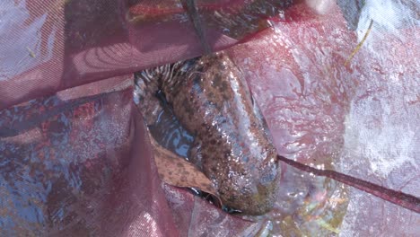 enorme salamandra gigante japonesa atrapada en una red en tottori, japón