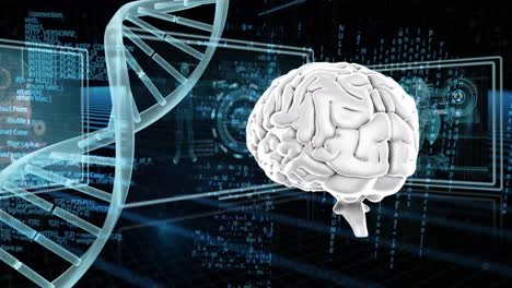 adn y cerebro humano