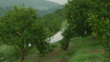 relaxing hammock in an orange orchard