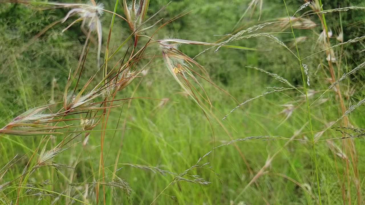 Wild grassland Red Grass during summer blowing and swaying in the wind slow motion slide pan footage, grazing food for game and domesticated animals in the veld