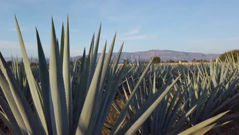 close up of blue agave cactus in fields of tequila, mexico