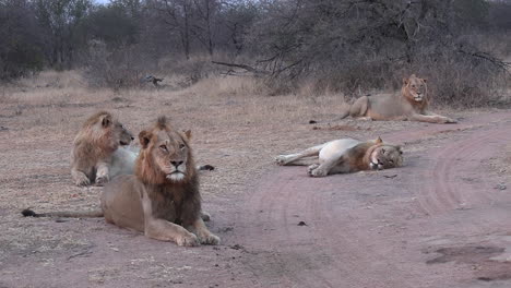 Manada-De-Leones-Descansando-Juntos-Por-La-Noche