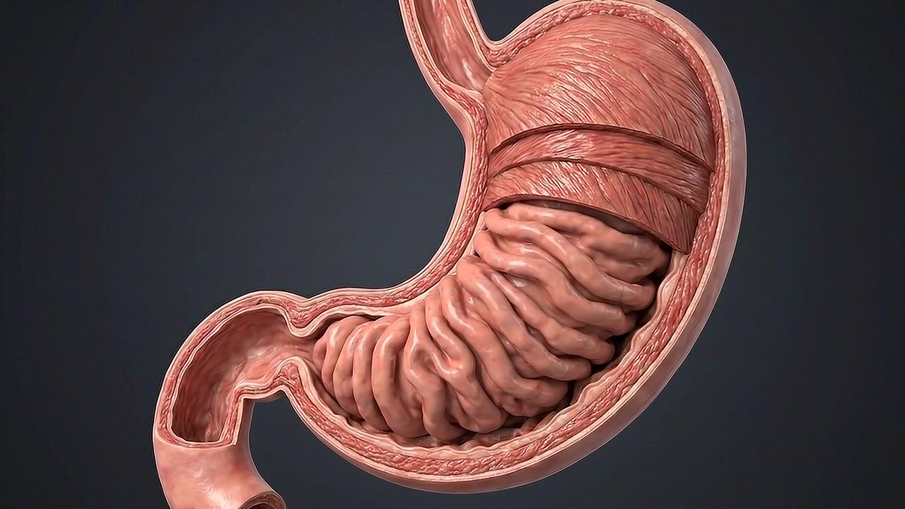 Detailed cutaway human stomach showing inner gastric folds in medical view
