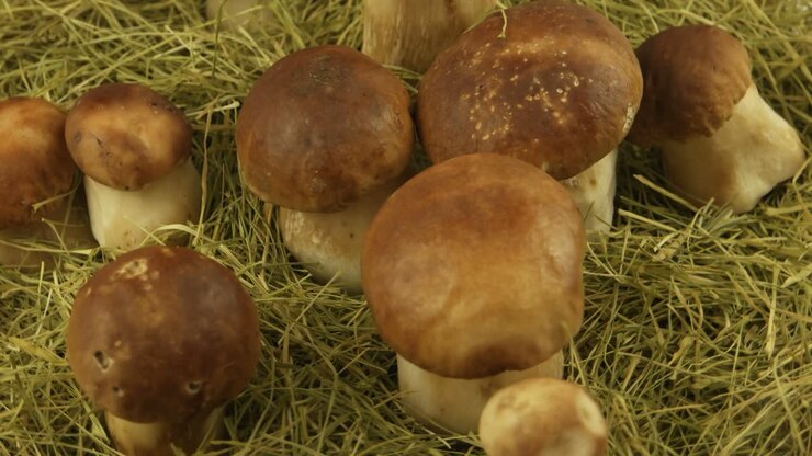 Porcini mushrooms on the dry grass