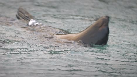 Playful-baby-fur-seal-swimming-around,-sticking-its-head-above-the-water