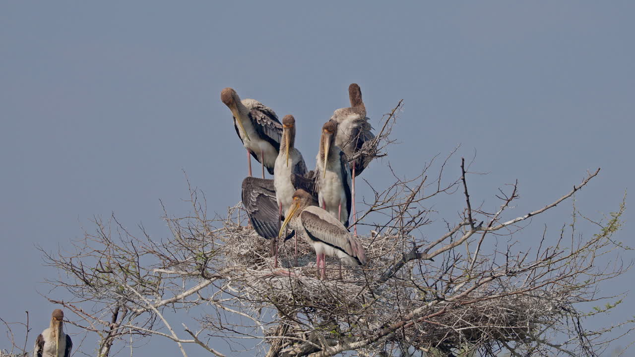 Group of juvenile painted storks sitting on the nest in a forest in keoladeo bird sanctuary, India.
