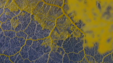 the slime mold physarum polycephalum grows, with focus-pull to show foreground growth