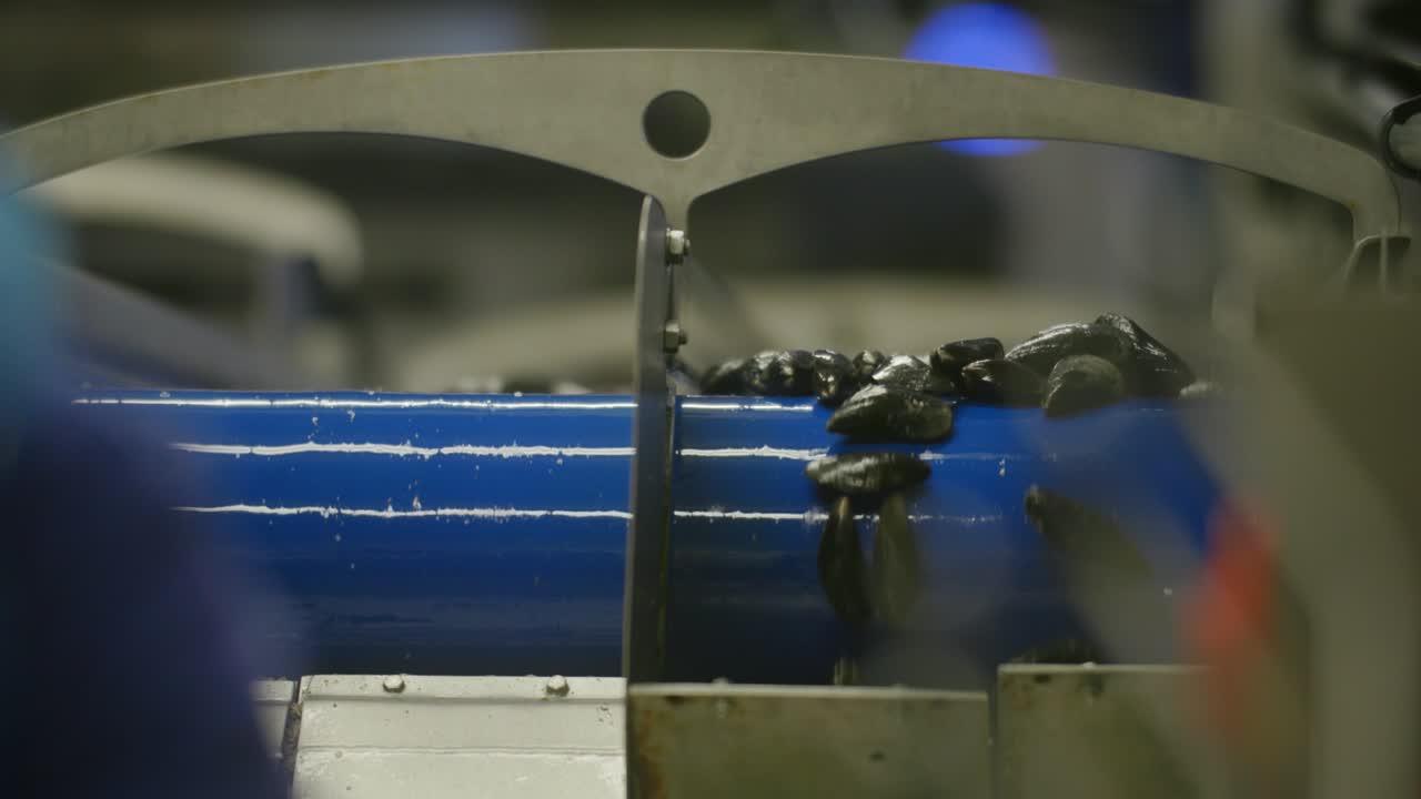 mejillones cayendo de la cinta transportadora azul en cámara lenta