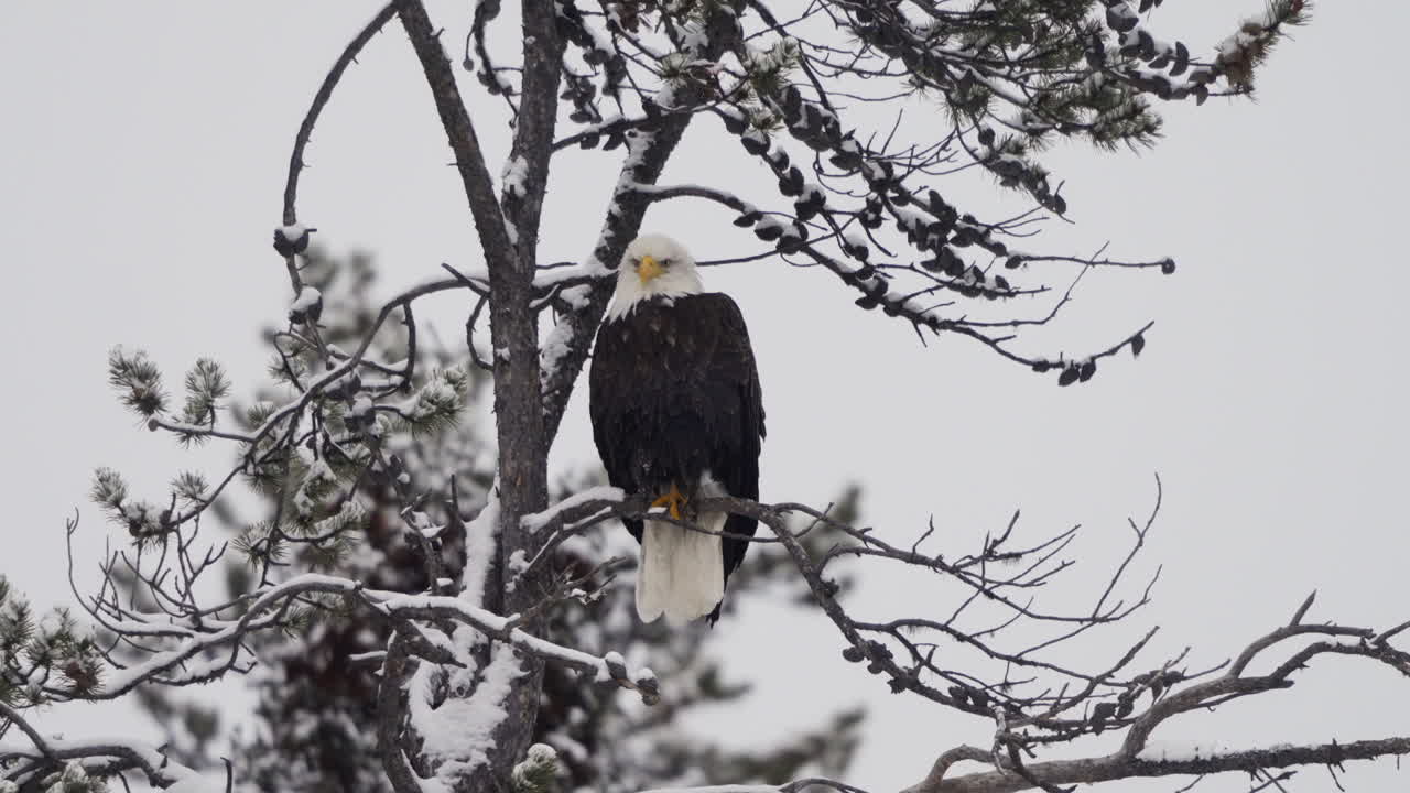 Lone Bald Eagle Bird Perched On Snow Trees In McIntyre Creek Park, Whitehorse, Canada. Static Shot