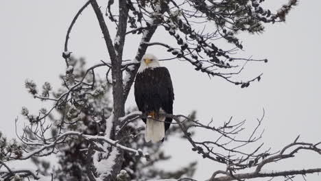 lone bald eagle bird perched on snow trees in mcintyre creek park, whitehorse, canada. static shot