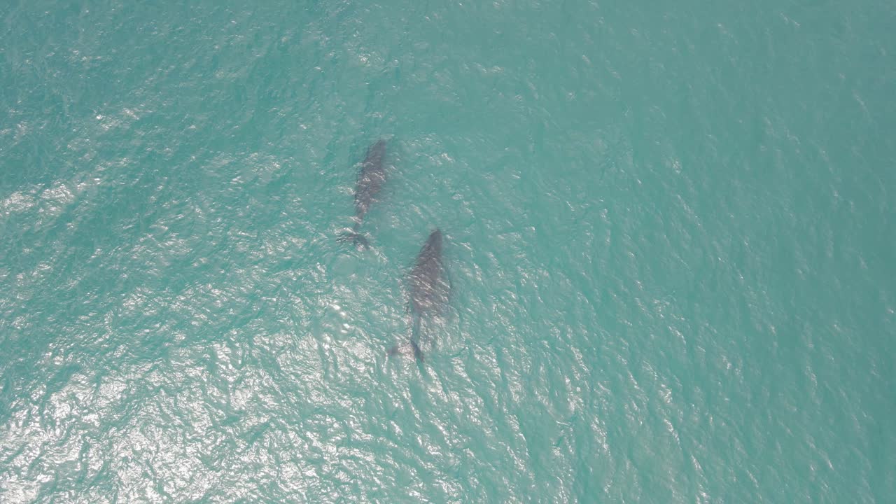 Pair Of Humpback Whales Swimming Under The Sea Visible On Clear Waters
