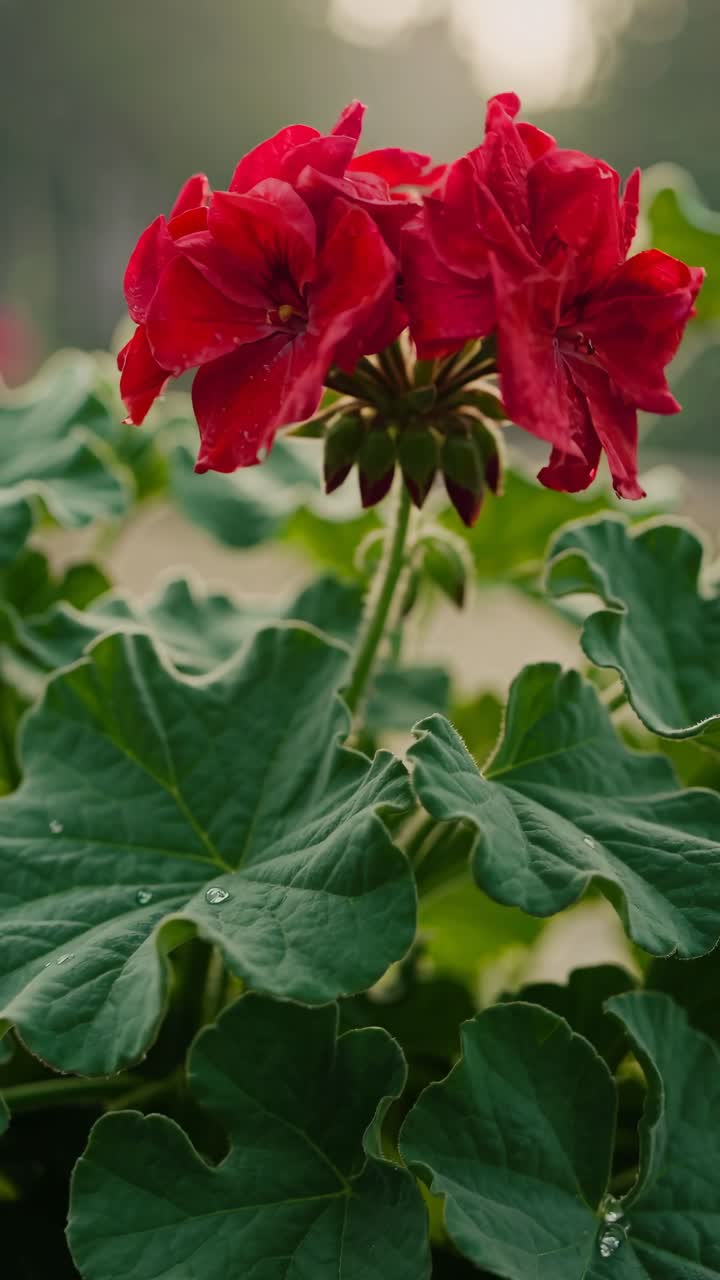 Close-up video angle of vibrant red flowers with lush green leaves, capturing morning dew