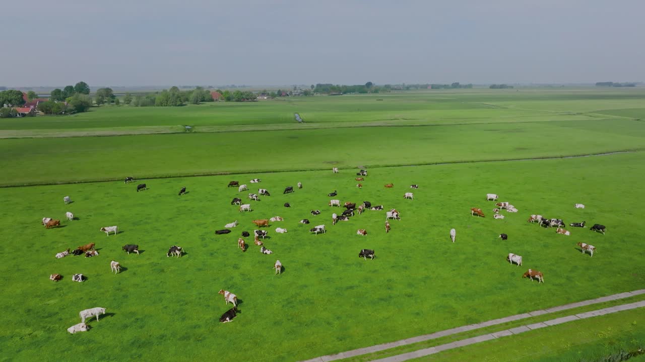 Aerial descending movement showing cows scattered across lush green fields of a rural Dutch farm