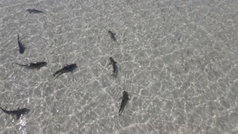 4k group of sharks swimming in transparent water beach coast aerial shot slow motion