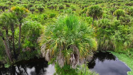 Palmera-En-Un-Paisaje-Tropical-De-Los-Everglades,-Florida