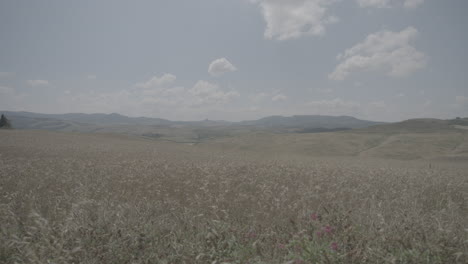 Toma-De-Campos-Agrícolas-Dorados-En-El-Paisaje-De-Toscana-Italia-En-Un-Día-Soleado-Con-Cielo-Azul-Y-Nubes-En-El-Horizonte-Con-Plantas-Secas-En-Primer-Plano-Moviéndose-En-Un-Registro-En-Cámara-Lenta