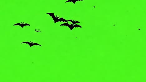 bats flying on green screen