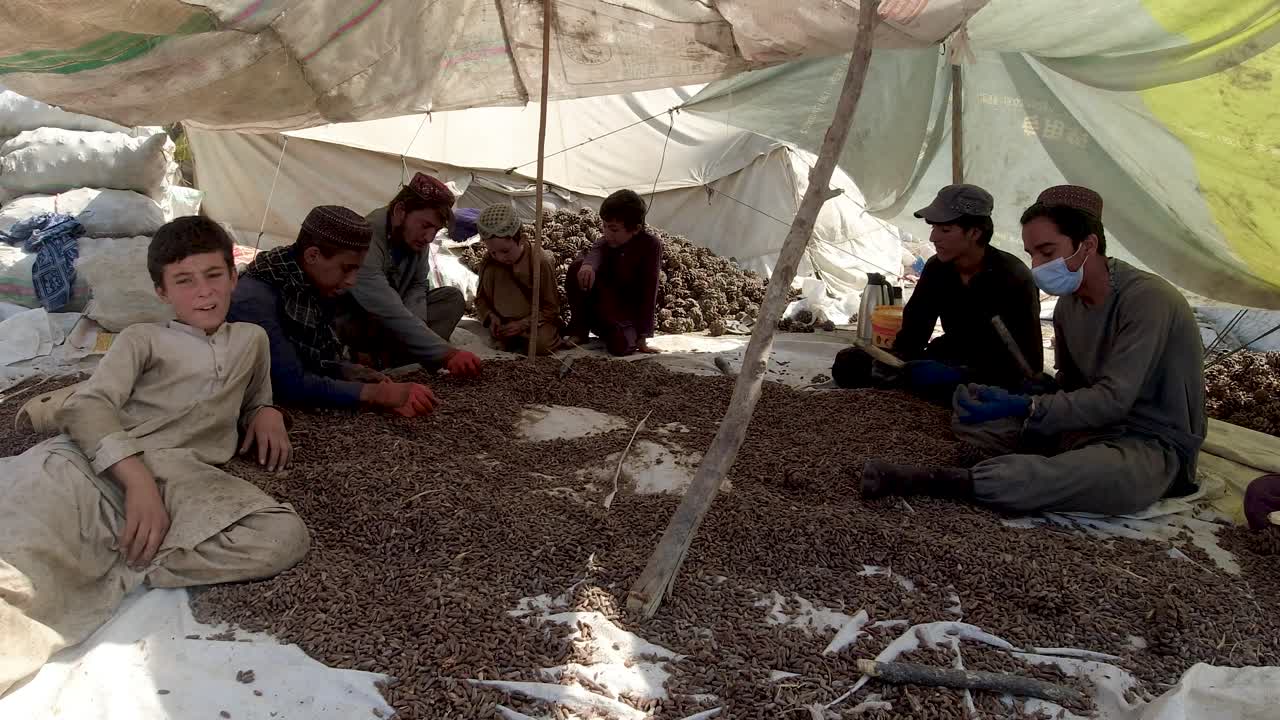 칠고자 소나무 청소