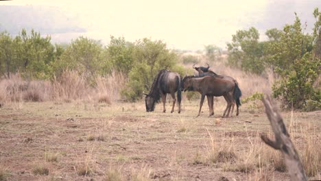 common wildebeest prancing in african savanna next to others grazing